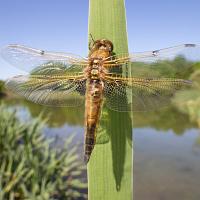 Four Spotted Chaser Dragonfly wideangle 3 